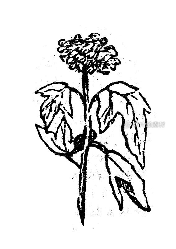 古玩雕刻插图:荚蒾opulus, guelder rose